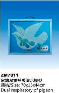 家鸽双重呼吸演示模型