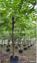 淡季促销价出售12-13公分移栽印度紫檀树，园林工程苗木，绿化树