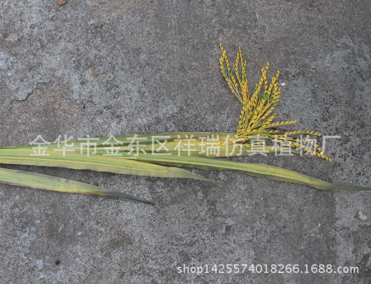 XRB-68单枝水稻6叶1穗80厘米6