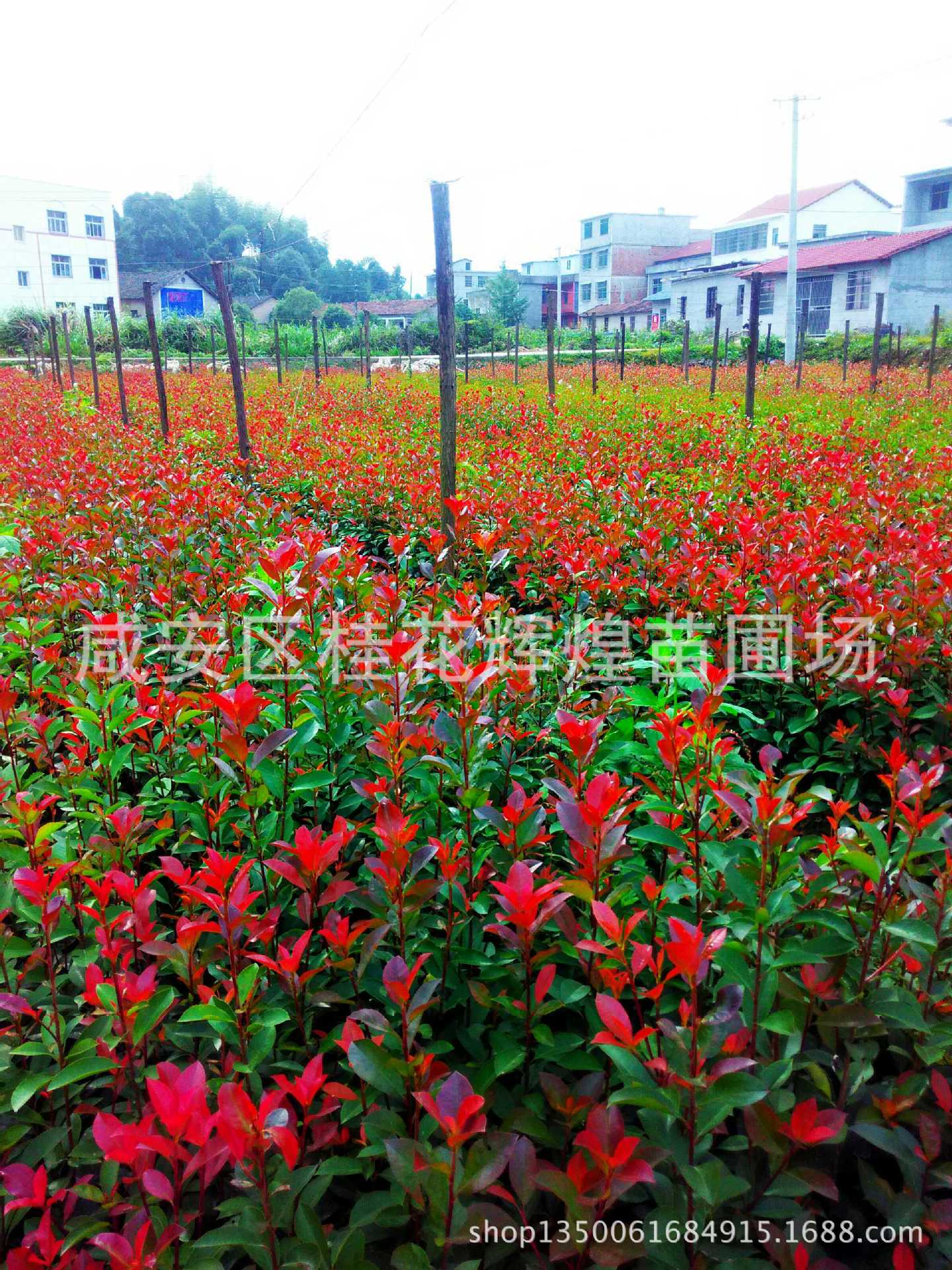 IMG_20151009_151306_HDR