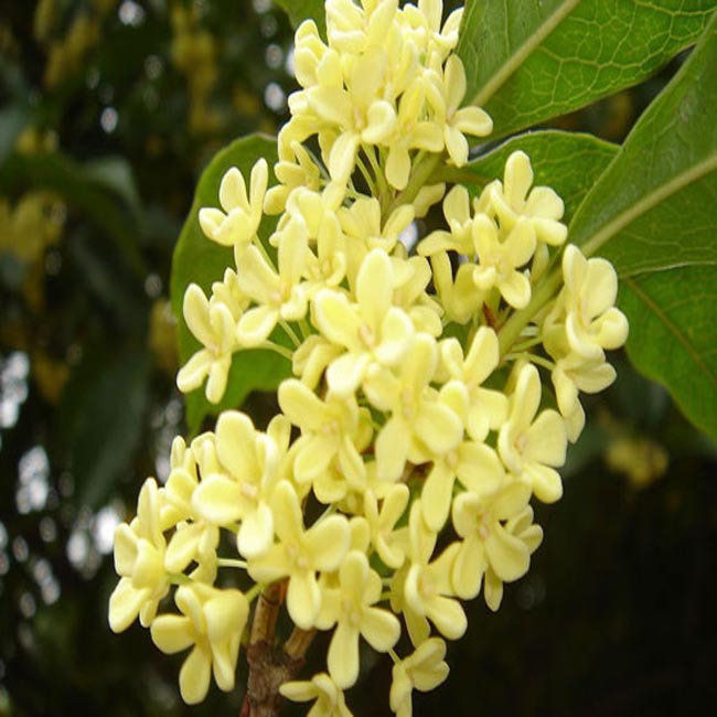 日用香精桂花香精适用于沐浴露香皂空气清新剂纸巾等产品