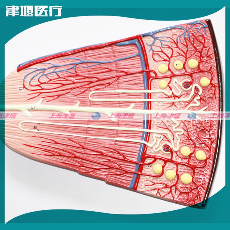 人体解剖模型 肾解剖模型 自然大肾解剖附肾上腺模型 肾上腺模型-阿里巴巴
