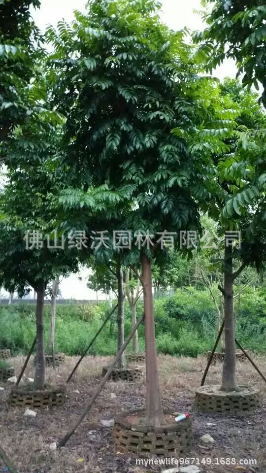供应15公分人面子，人面树，银莲果苗木，园林绿化苗木-阿里巴巴