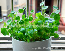 �Gɫˮ��ֲ�� ���o ˮ���㹽��