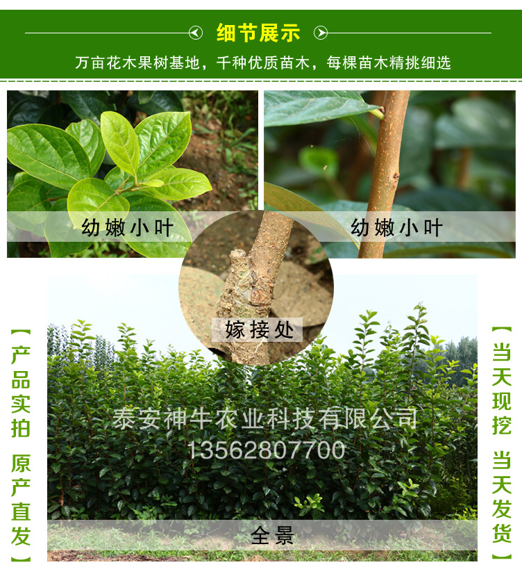 柿子苗_04