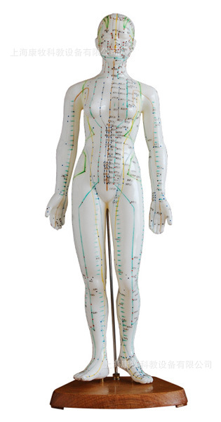人体针灸模型 48CM