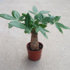 [Direct supply of the base] Wholesale single -shot fortune tree (90) Leaf -view plant small potted flowers Fortune tree potted plants