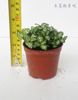 [Direct supply of the base] wholesale lovers net grasses (80) moss micro -landscape gardening small potted plants