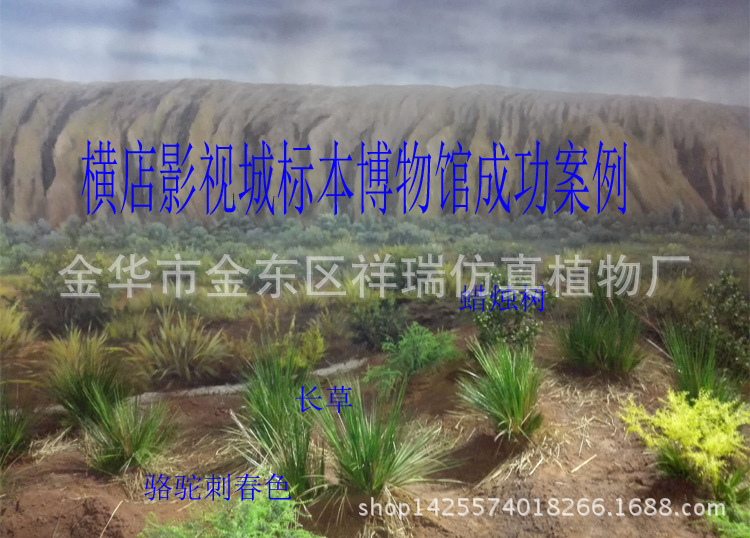 骆驼刺叶蜡烛树1