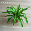 [Direct supply of the base] Wholesale Bird's Nest Fern (90) Moss Background Plants Watching Fern with Pot and Yin resistance