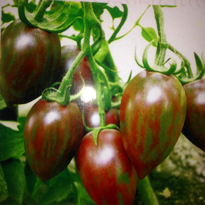 多彩多形小番茄种子 厂家彩色小包  家庭园艺 约100粒 易成活