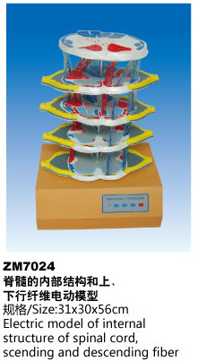 脊椎的内部结构和上下行纤维电动模型