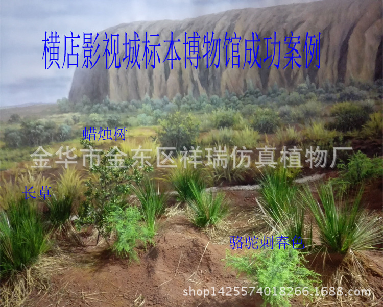 骆驼刺叶蜡烛树