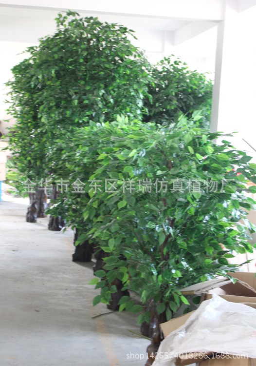 XRS-107古龙树头绿榕树1512叶150厘米7