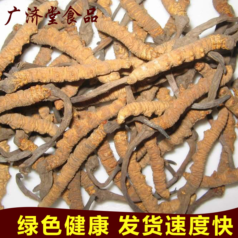 Place of Origin Source of goods Cordyceps Authentic Cordyceps sinensis Botany Medicinal material Tibet Cordyceps Dried Cordyceps sinensis