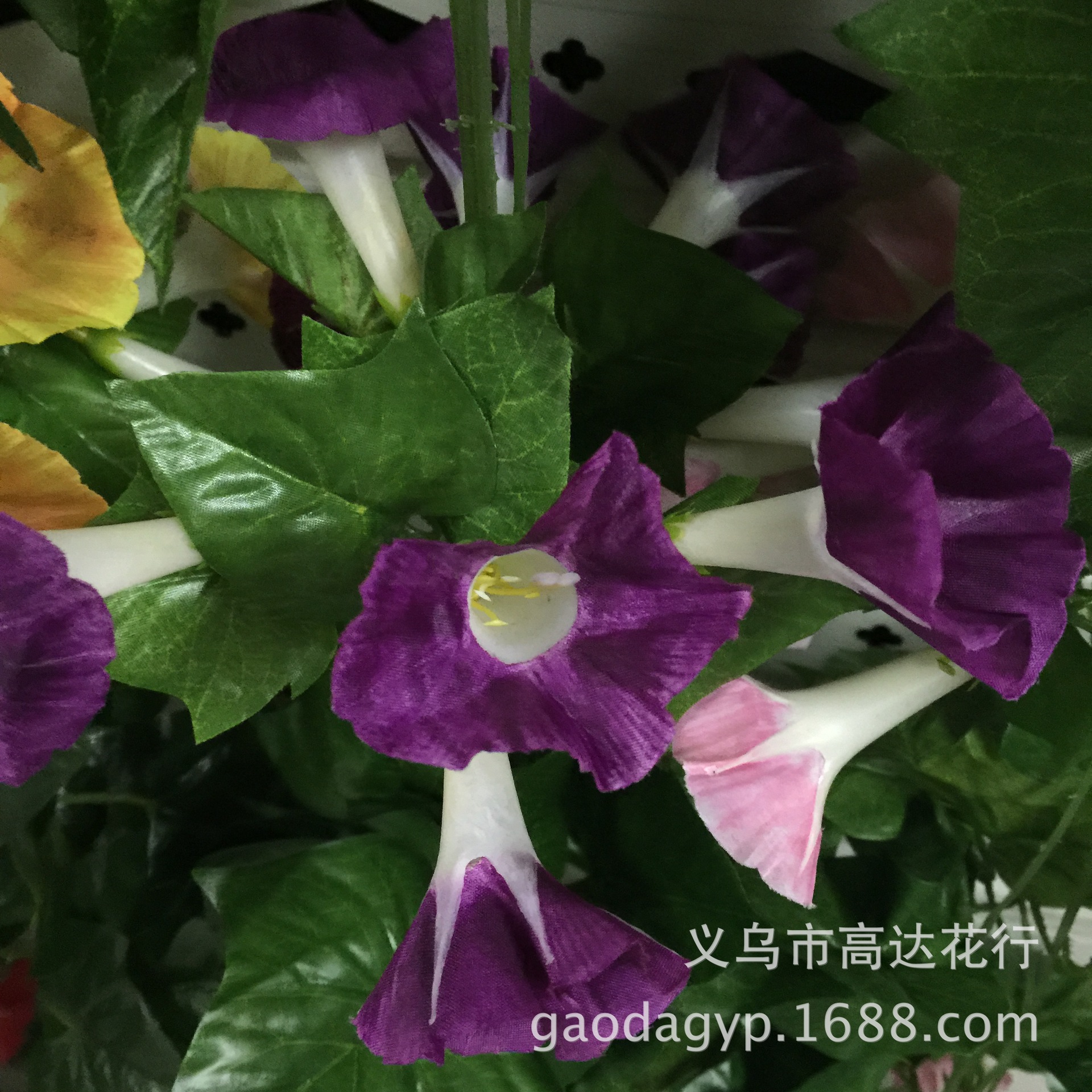 18号大牵牛花花条