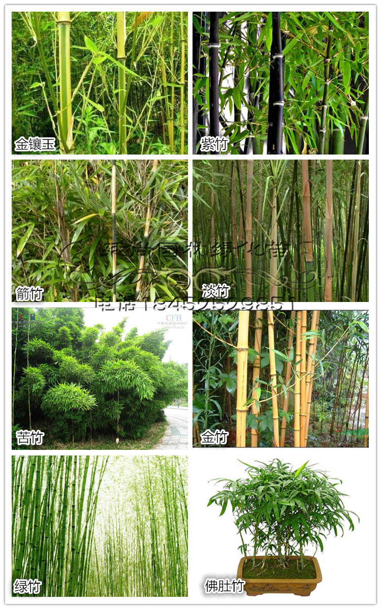 百竹园直销 紫竹 金镶玉刚苦淡方竹 佛肚竹凤尾竹等 类植物绿化苗-阿里巴巴