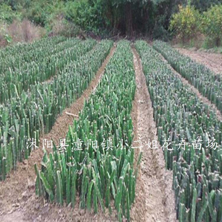 火龙果树苗_特价出售黄皮火龙果当年结果火龙