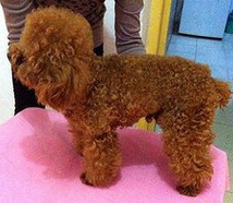 泰迪活体狗狗苹果脸小体长毛袖珍玩具体一件代发宠物