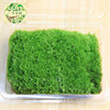 Moss micro -landscape air -dried fresh white -haired moss small white -haired lawn accessories material box installed indoor moss wall