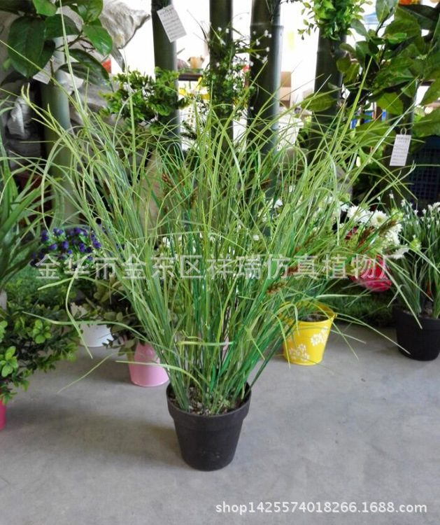 三棱草组合叶6叶花整2