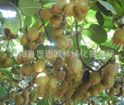Base sales Zhong Kiwi courtyard plant Varieties Kiwi Large favorably