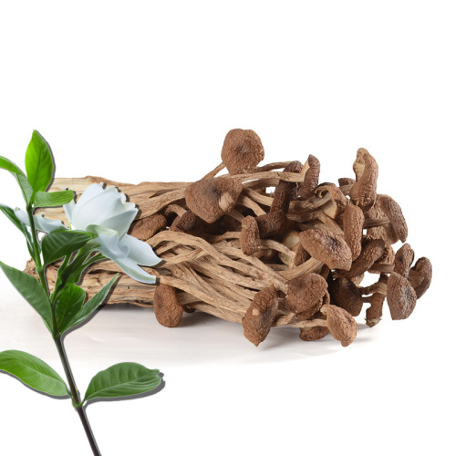 Unopened umbrella dried tea tree mushrooms in Gutian, Fujian. Self-use group purchase of tea tree mushrooms for delivery.