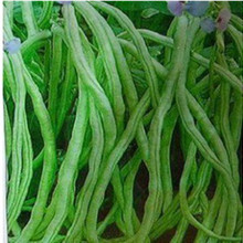 蔬菜种苗_蔬菜新品种可食用番薯叶种苗