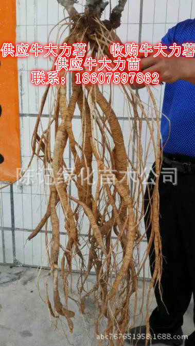 牛大力 牛大力苗 牛大力种子小苗 牛大力种苗 牛大力种植 牛