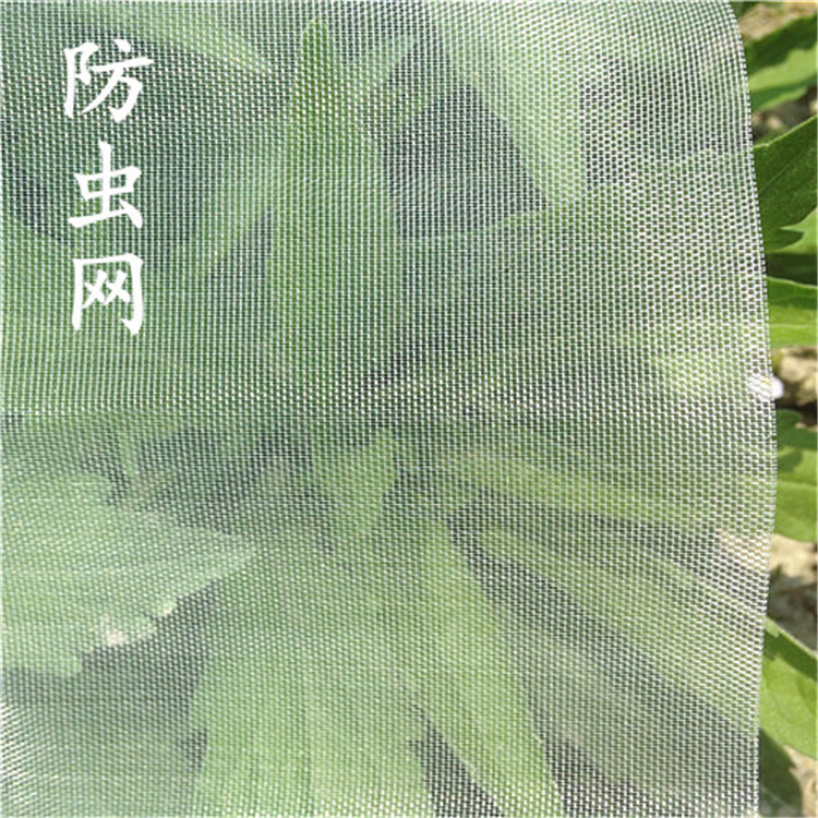 60目防虫网蔬菜大棚网罩果园防鸟网杨梅防护网青蛙泥鳅养殖围网