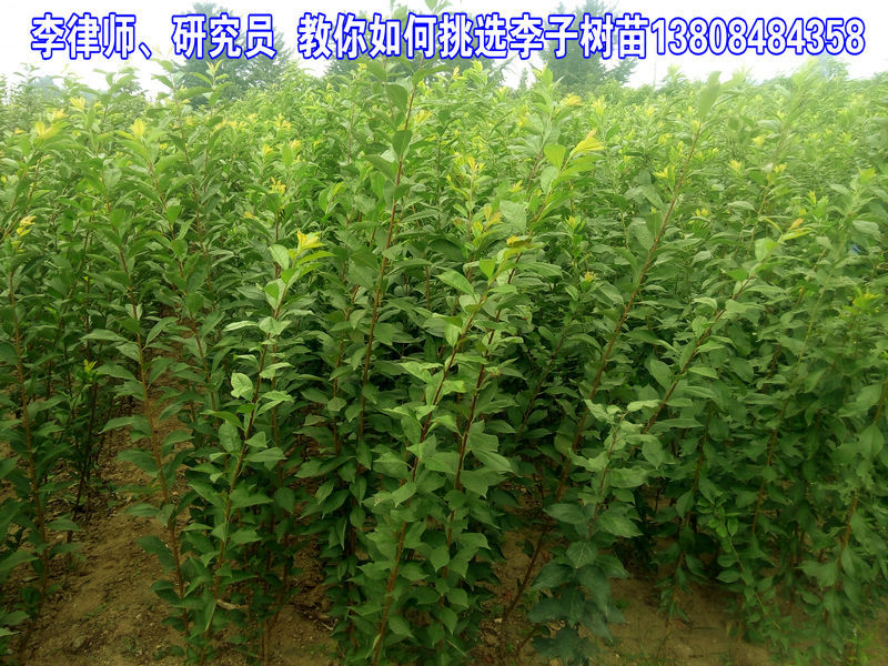 李子树苗 李子苗嫁接苗 李子树苗圃3