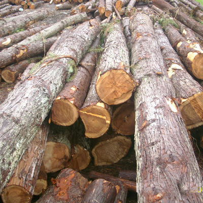 Shrine Frame beam Purlin Old house Rafter Material Science Arbor Chinese fir Chalet Material Science Fujian Jiangxi Province Zhejiang