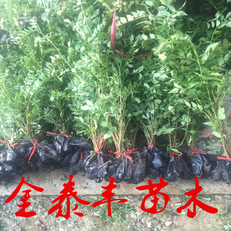 供应狮子头花椒苗 1年生狮子头花椒苗 好成活 易管理 品种花椒苗