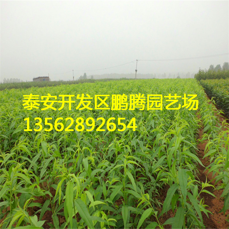 2013120108550884