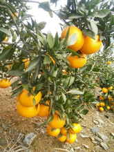 黄金柑价格_今日最新黄金柑价格行情走势