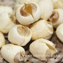 ���Ϯa ɏ��500�˸�؛ ��ɏ ĥɏ �tɏ�� ��ɏ��ɏ����ș�� ���]