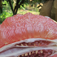 一斤红心柚子价格_最新一斤红心柚子价格\/批发