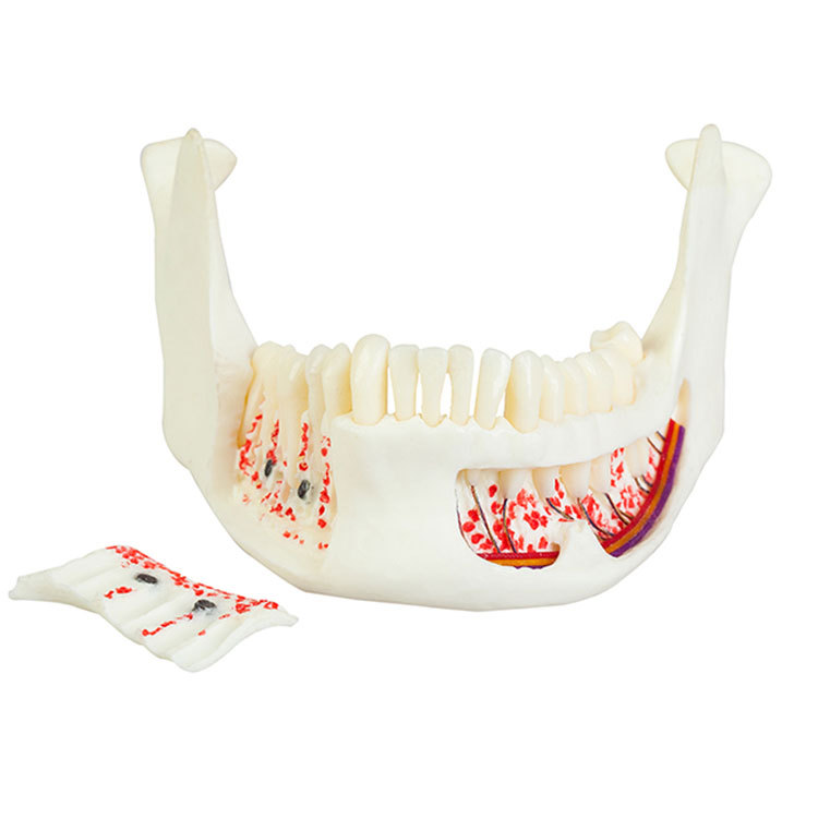 750Anatomical-ASK-02-Jaw-Bone-