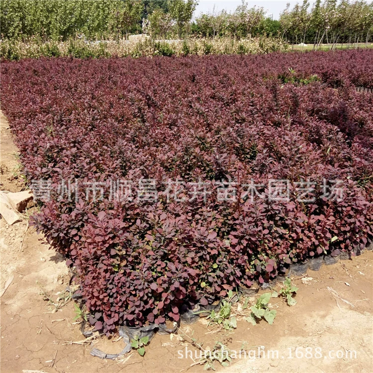 Берберис Барбариса озеленение сада саженцы Берберис Барбариса Муниципальное озеленение красный лист вейвлет цветовой блок проект небольшой