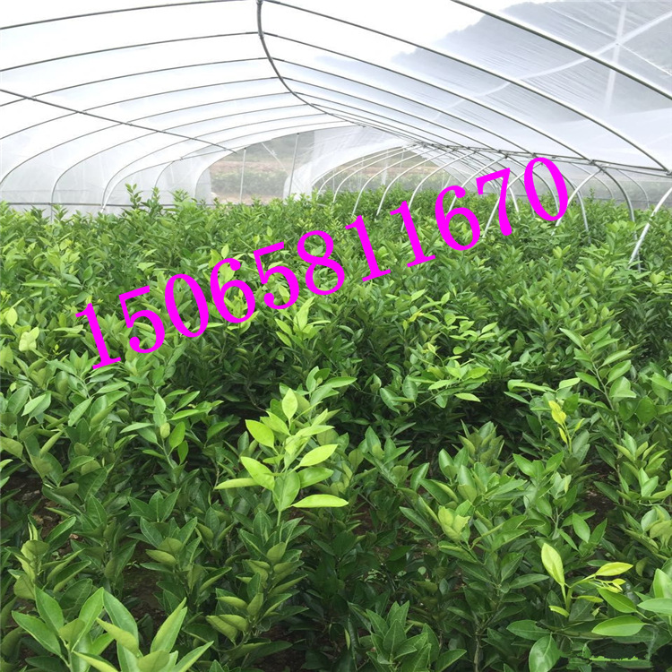 全新优质品种【日本 红美人】桔子苗 柑橘树苗