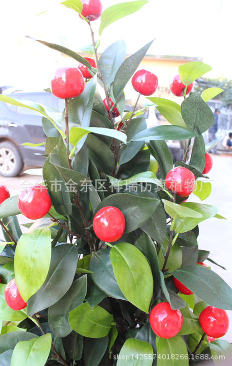 XRS-135 塔型五叉苹果树(小)3