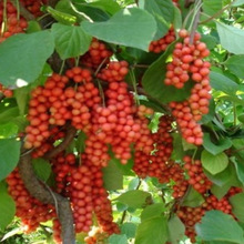 求购五味子苗价格_今日最新求购五味子苗价格