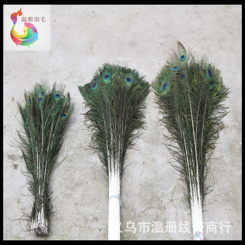 温册羽毛现货大量销售孔雀毛70-80cm印度天然兰孔雀开屏尾加长详情图15