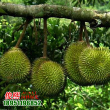 榴莲种苗价格_今日最新榴莲种苗价格行情走势