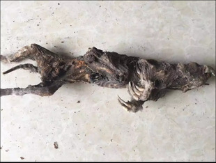 ���l��ș�� ِ¡�� ������ ����� ������N�в�ș������