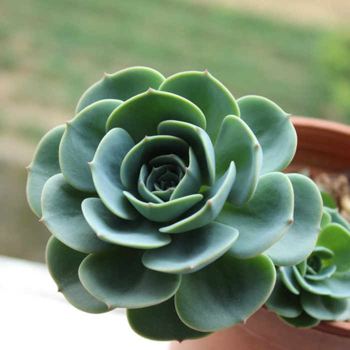 【沈阳花卉基地】_沈阳花卉基地厂家_沈阳花