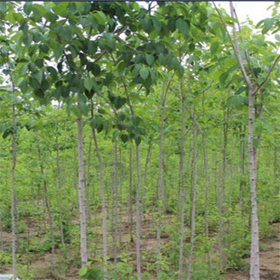 杜仲树图片_杜仲树图片大全 - 阿里巴巴海量精