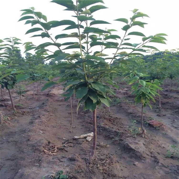 QQ图片20160802101600