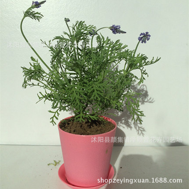 Wholesale Green Plant Flower Lavender Potted Plant Plants Purifying Air indoor balcony flowers 2