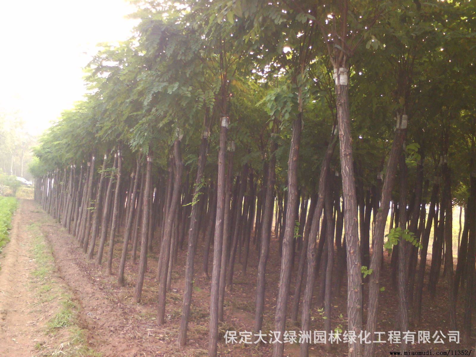 香花槐